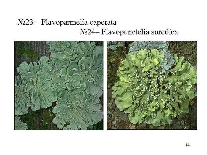 № 23 – Flavoparmelia caperata   № 24– Flavopunctelia soredica   