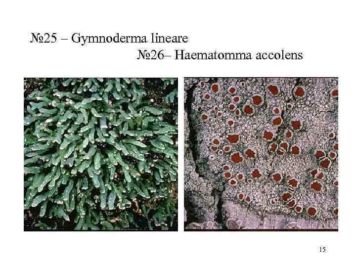 № 25 – Gymnoderma lineare    № 26– Haematomma accolens  