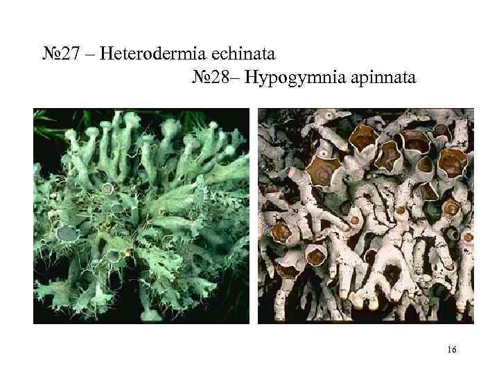 № 27 – Heterodermia echinata   № 28– Hypogymnia apinnata   