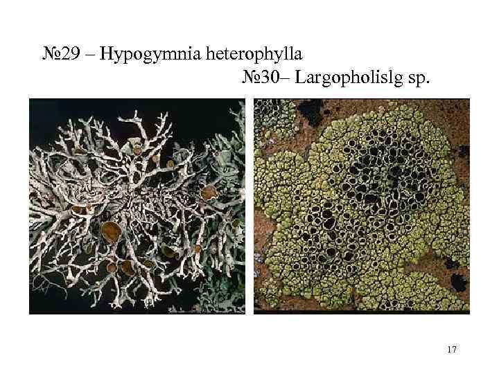 № 29 – Hypogymnia heterophylla    № 30– Largopholislg sp.  