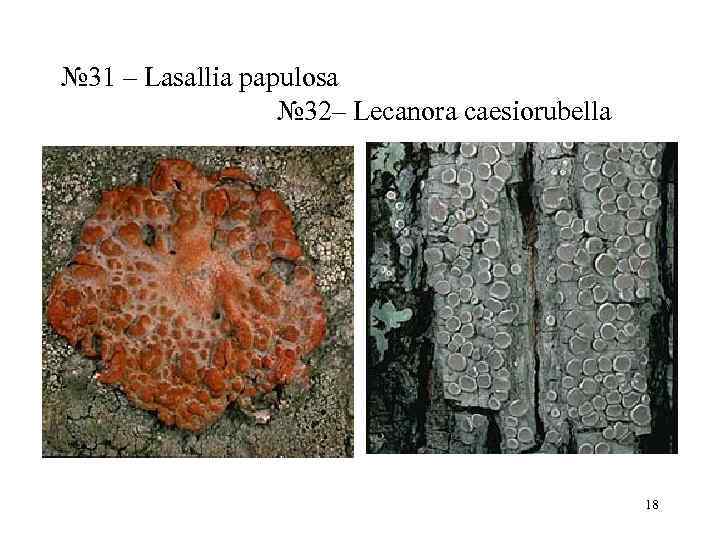 № 31 – Lasallia papulosa    № 32– Lecanora caesiorubella  
