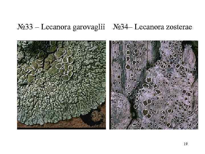 № 33 – Lecanora garovaglii  № 34– Lecanora zosterae    