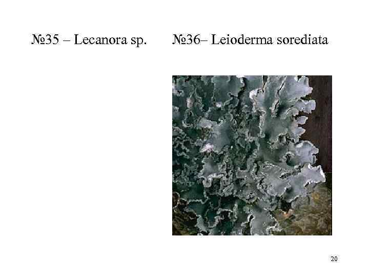 № 35 – Lecanora sp.  № 36– Leioderma sorediata    