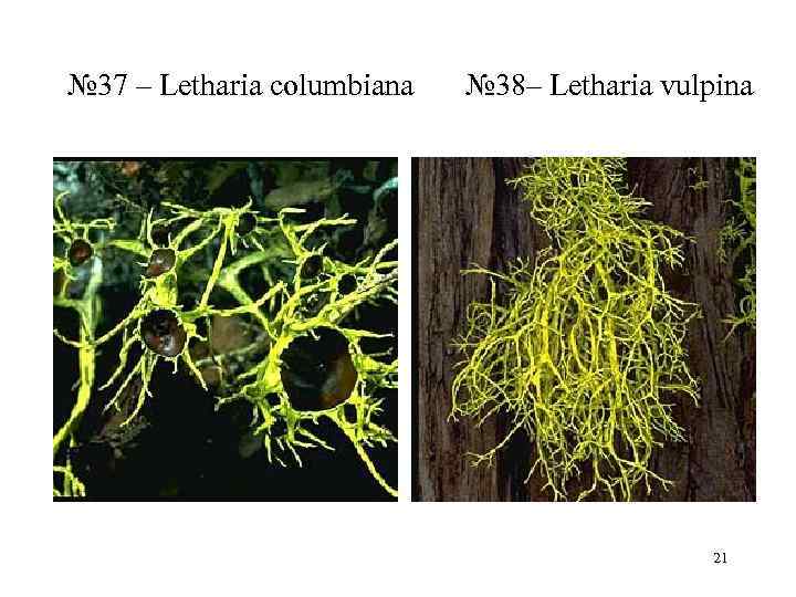 № 37 – Letharia columbiana  № 38– Letharia vulpina    