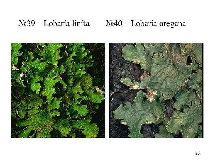 № 39 – Lobaria linita  № 40 – Lobaria oregana   