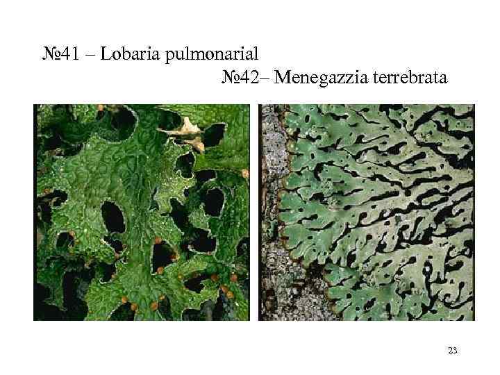 № 41 – Lobaria pulmonarial    № 42– Menegazzia terrebrata  