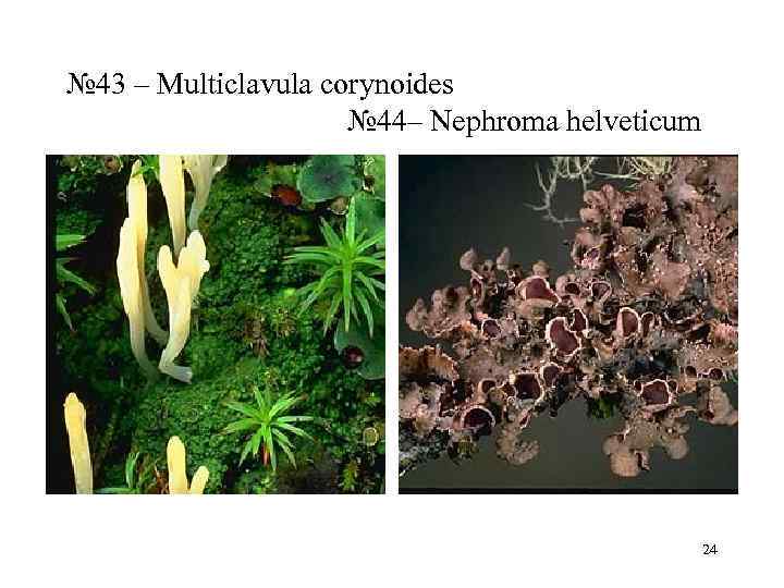 № 43 – Multiclavula corynoides    № 44– Nephroma helveticum  