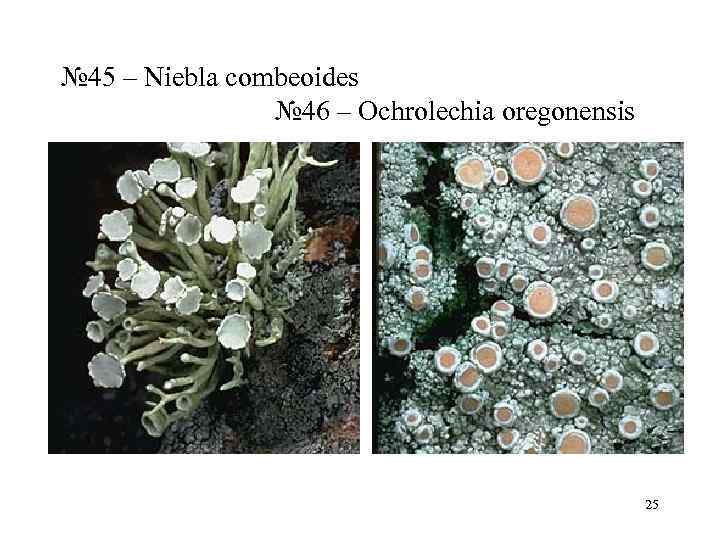 № 45 – Niebla combeoides     № 46 – Ochrolechia oregonensis