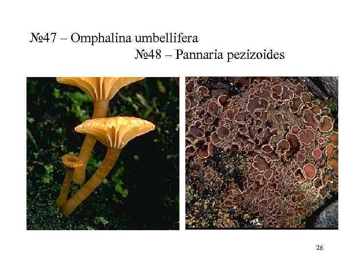 № 47 – Omphalina umbellifera    № 48 – Pannaria pezizoides 