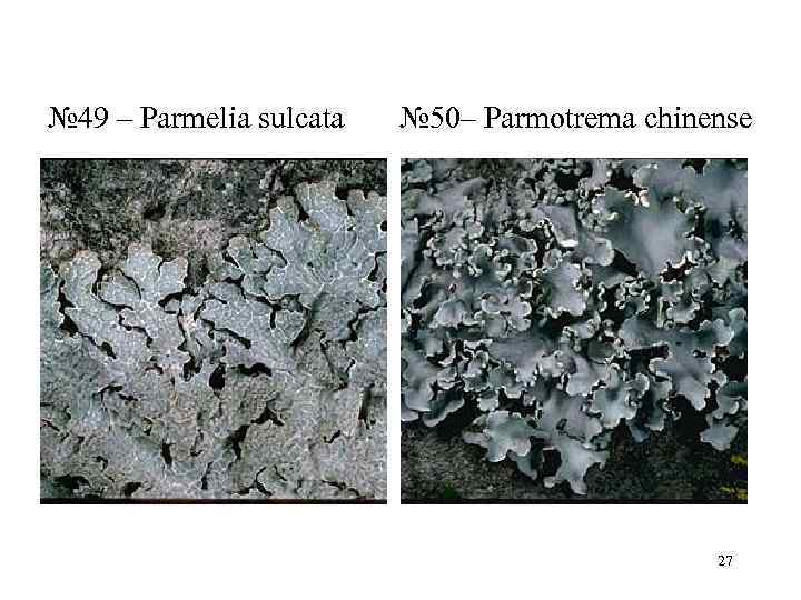 № 49 – Parmelia sulcata  № 50– Parmotrema chinense    
