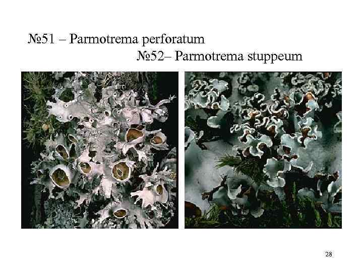 № 51 – Parmotrema perforatum   № 52– Parmotrema stuppeum   