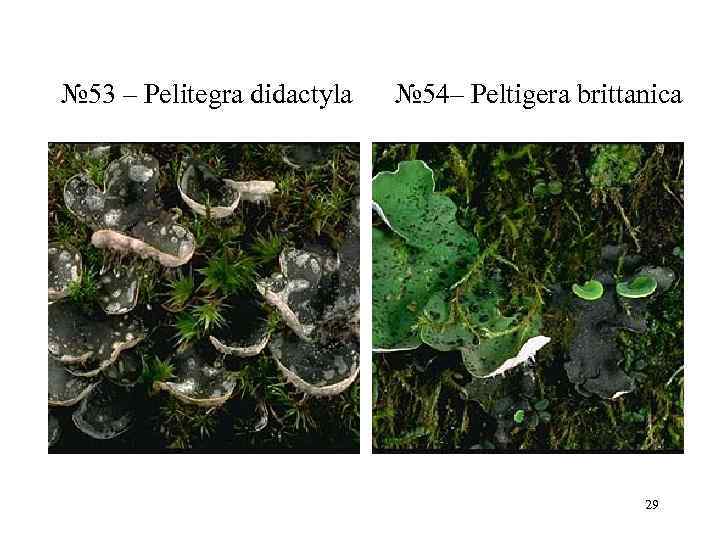 № 53 – Pelitegra didactyla № 54– Peltigera brittanica     