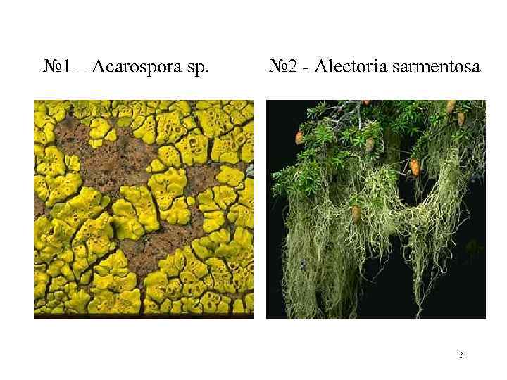№ 1 – Acarospora sp.   № 2  Alectoria sarmentosa  