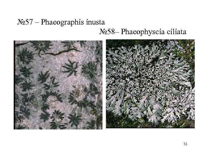 № 57 – Phaeographis inusta     № 58– Phaeophyscia ciliata 