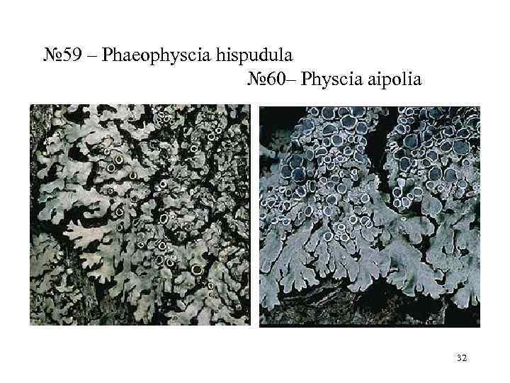 № 59 – Phaeophyscia hispudula     № 60– Physcia aipolia 