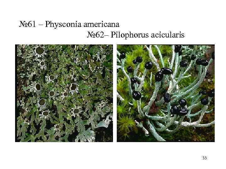 № 61 – Physconia americana   № 62– Pilophorus acicularis   