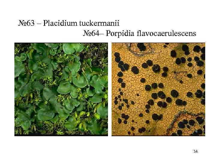 № 63 – Placidium tuckermanii   № 64– Porpidia flavocaerulescens   