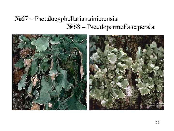 № 67 – Pseudocyphellaria rainierensis   № 68 – Pseudoparmelia caperata  