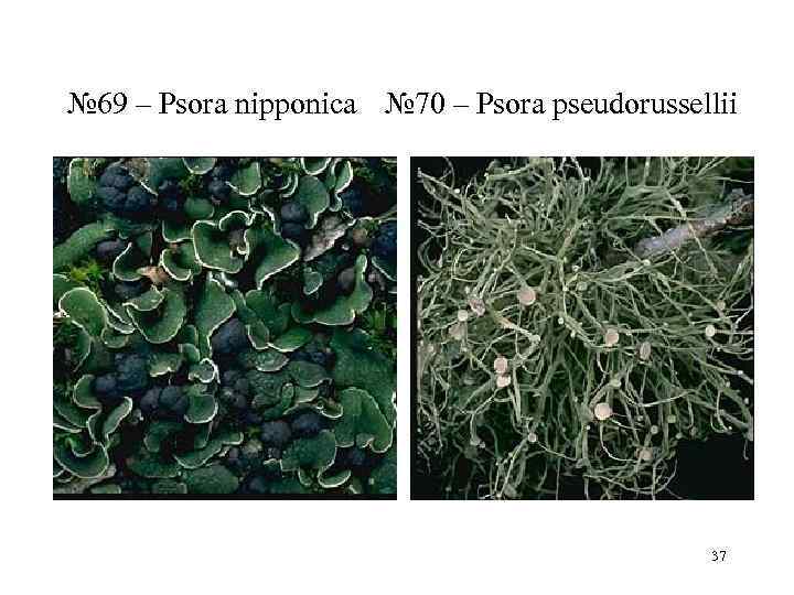№ 69 – Psora nipponica № 70 – Psora pseudorussellii    