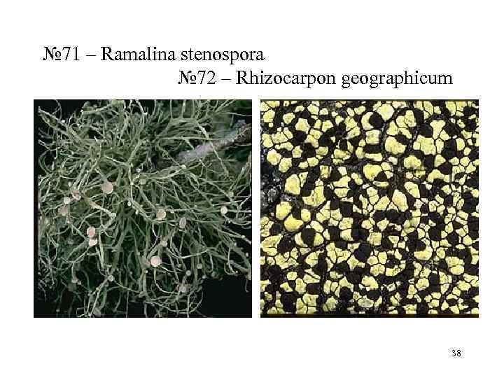 № 71 – Ramalina stenospora   № 72 – Rhizocarpon geographicum  
