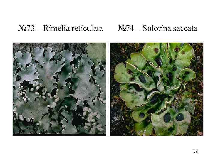 № 73 – Rimelia reticulata  № 74 – Solorina saccata   