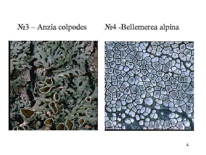 № 3 – Anzia colpodes   № 4 Bellemerea alpina   