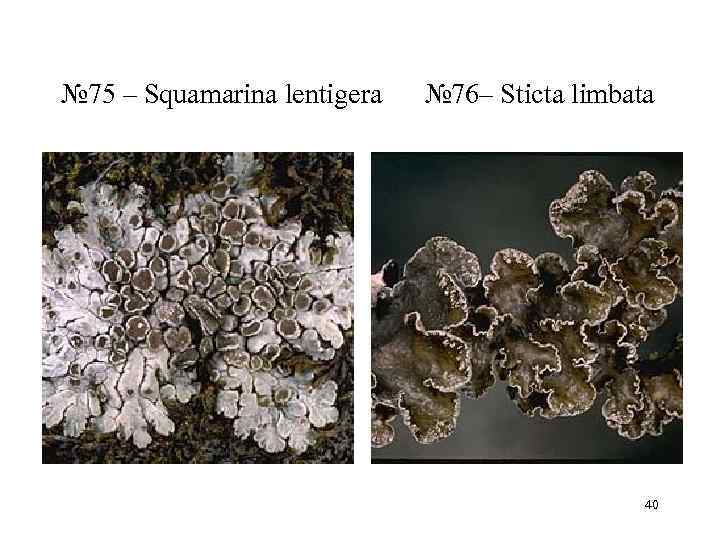 № 75 – Squamarina lentigera № 76– Sticta limbata     40