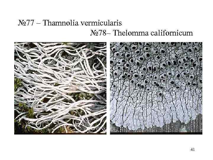 № 77 – Thamnolia vermicularis     № 78– Thelomma californicum 