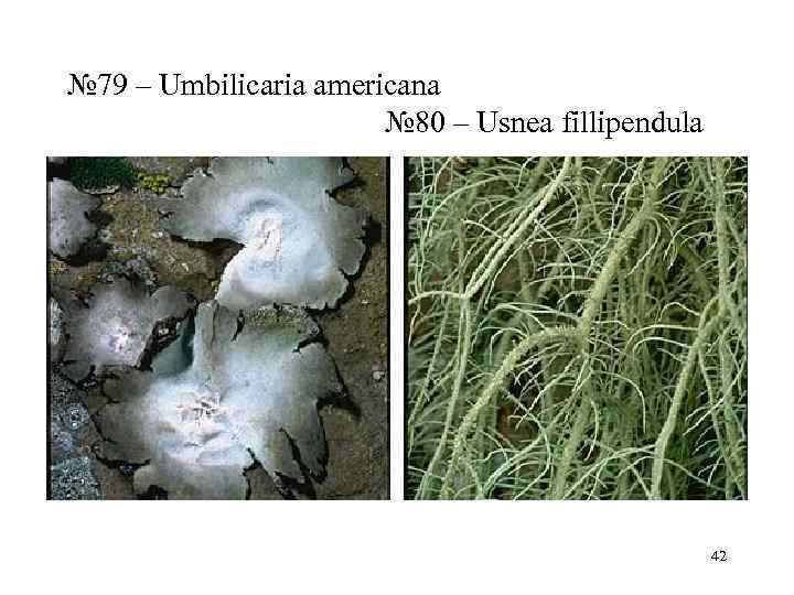 № 79 – Umbilicaria americana       № 80 –