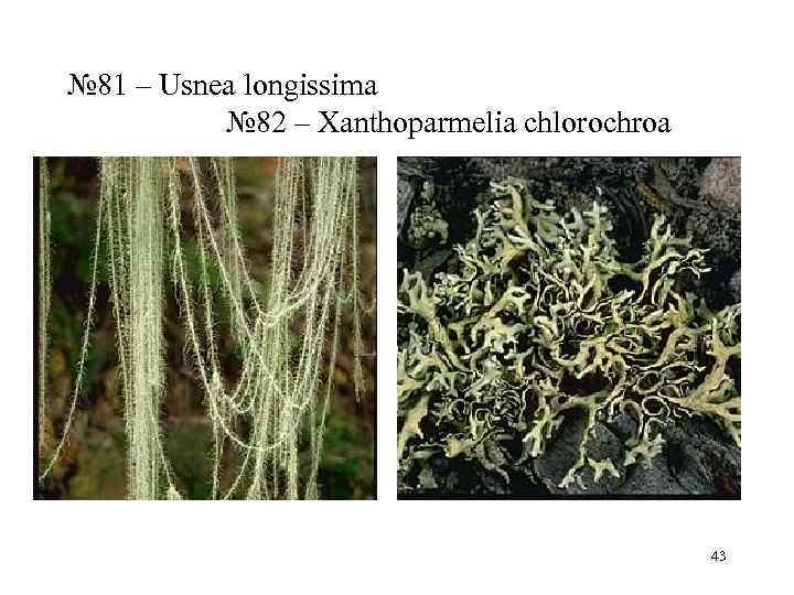 № 81 – Usnea longissima     № 82 – Xanthoparmelia chlorochroa