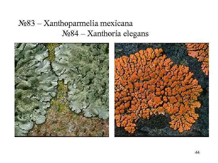 № 83 – Xanthoparmelia mexicana    № 84 – Xanthoria elegans 