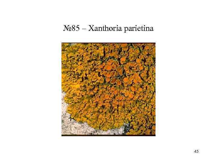 № 85 – Xanthoria parietina       45 