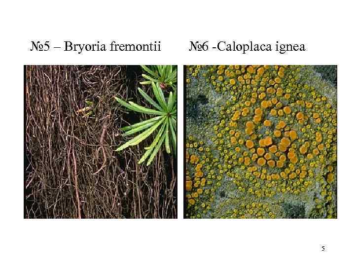 № 5 – Bryoria fremontii  № 6 Caloplaca ignea    