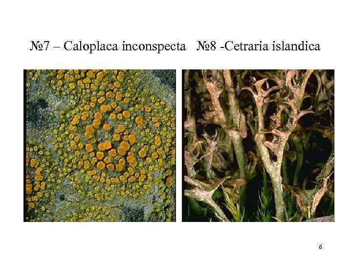 № 7 – Caloplaca inconspecta  № 8 Cetraria islandica    
