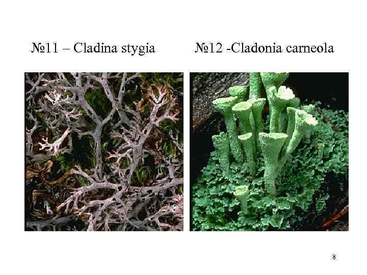 № 11 – Cladina stygia  № 12 Cladonia carneola    