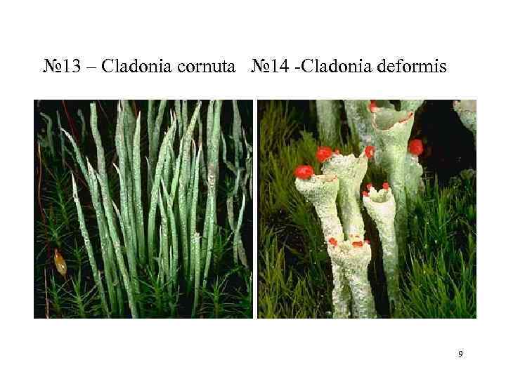 № 13 – Cladonia cornuta  № 14 Cladonia deformis    