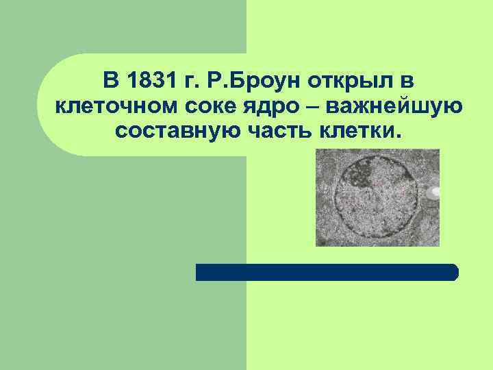   В 1831 г. Р. Броун открыл в клеточном соке ядро – важнейшую