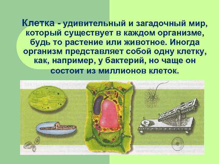 Клетка - удивительный и загадочный мир, который существует в каждом организме,  будь то