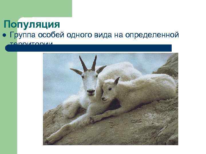 Популяция l  Группа особей одного вида на определенной территории 