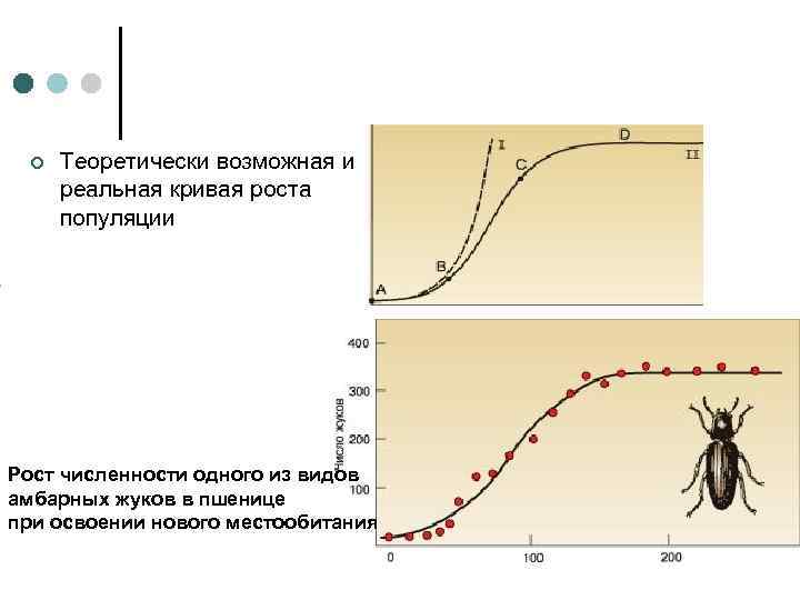  ¢  Теоретически возможная и  реальная кривая роста  популяции Рост численности