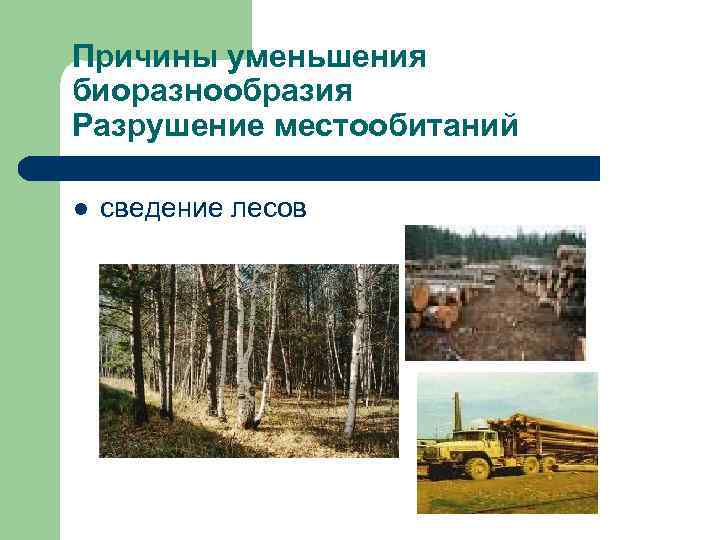 Причины уменьшения биоразнообразия Разрушение местообитаний l  сведение лесов 