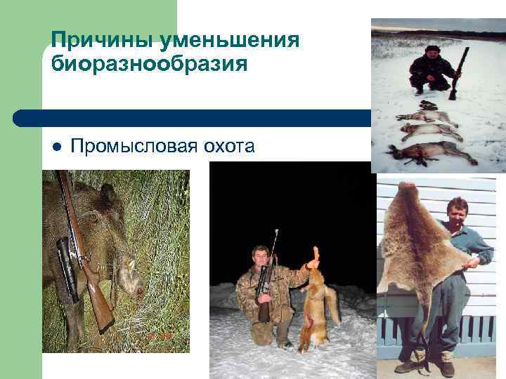 Причины уменьшения биоразнообразия  l  Промысловая охота 
