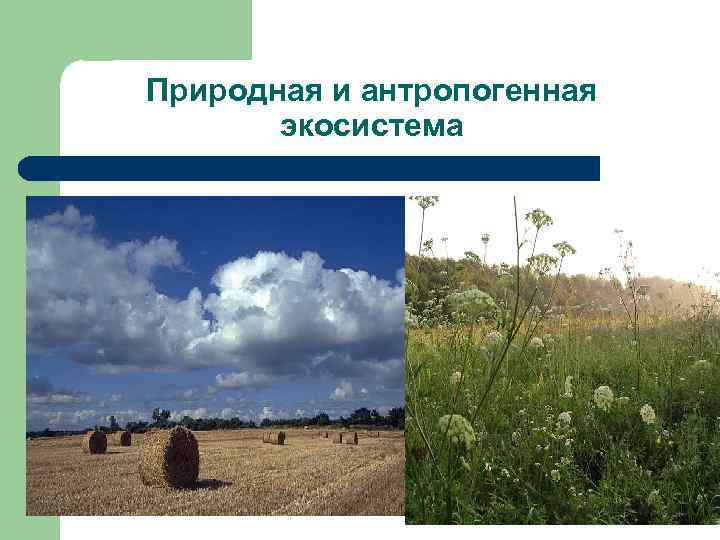 Природная и антропогенная  экосистема 