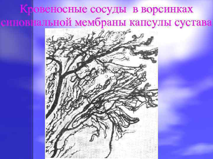 Кровеносные сосуды в ворсинках синовиальной мембраны капсулы сустава 