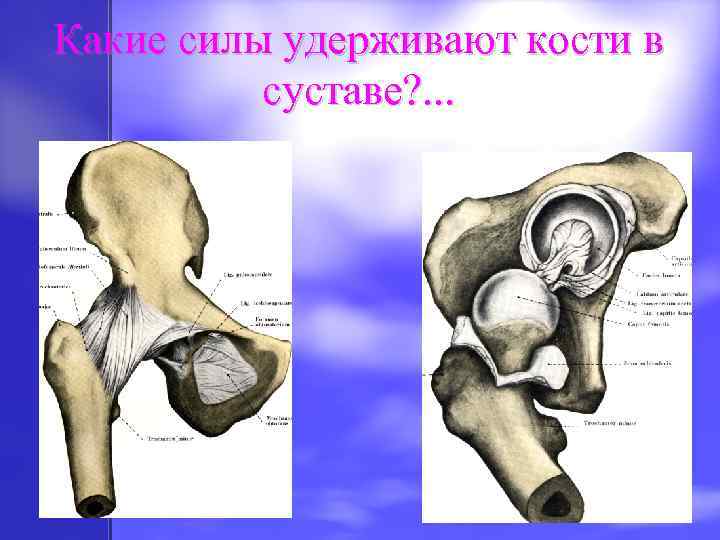 Какие силы удерживают кости в суставе? . . . 