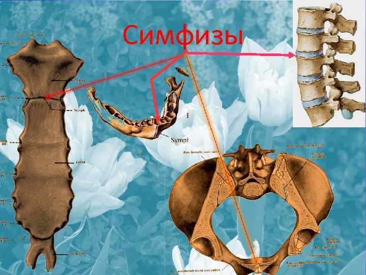 Симфиз это в анатомии. Симфиз. Симфиз костей. Симфиз соединение.