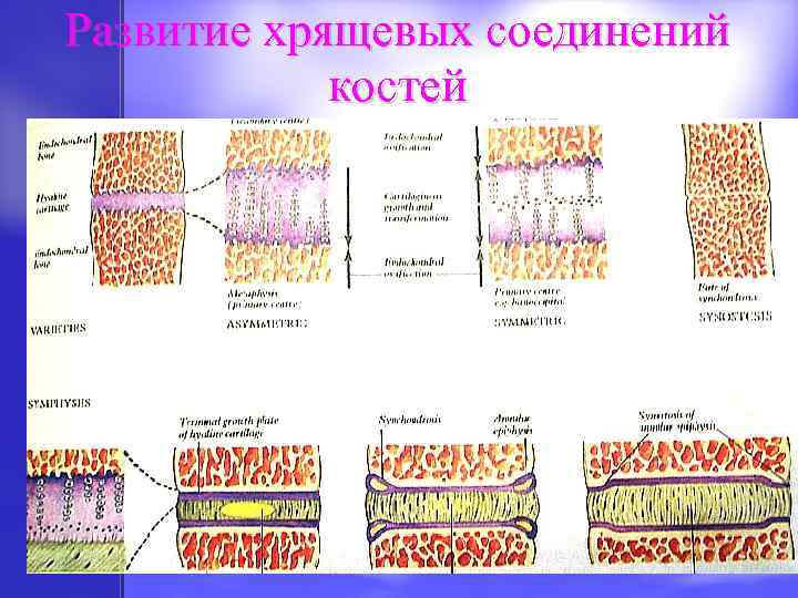 Развитие хрящевых соединений костей 