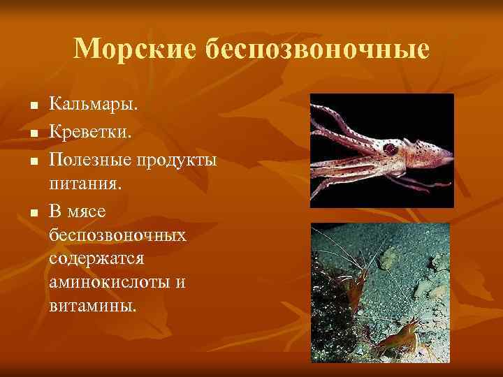 Морские беспозвоночные n  Кальмары. n  Креветки. n  Полезные продукты питания.