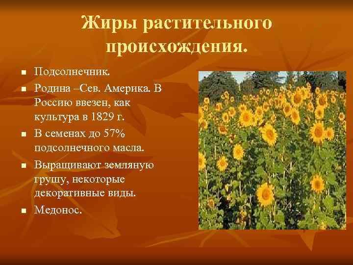   Жиры растительного   происхождения. n  Подсолнечник. n  Родина –Сев.