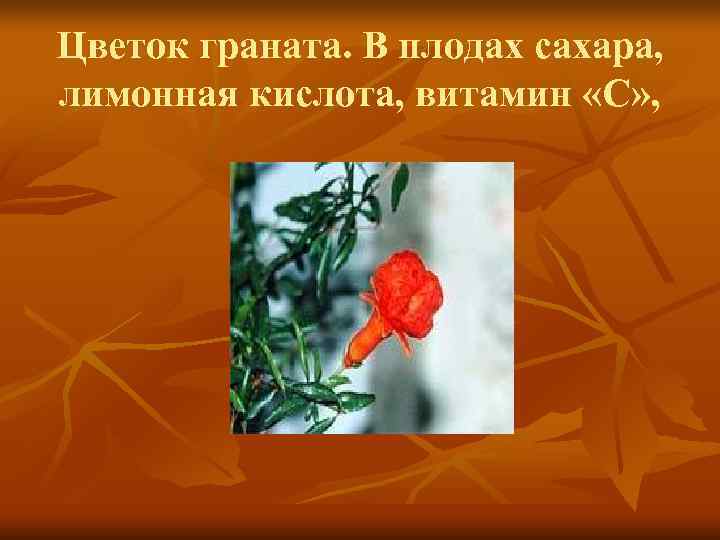 Цветок граната. В плодах сахара, лимонная кислота, витамин «С» , 